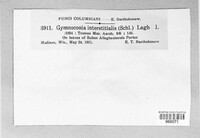 Gymnoconia interstitialis image